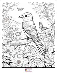Birds
 Coloring Pages for Adults 3B